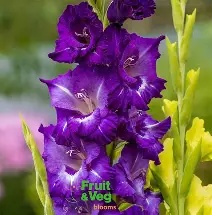 Gladioli Large Flowering  Purple Flora  - 10 bulbs Prepack