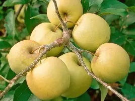 Malus d. Golden Delicious (Apple)