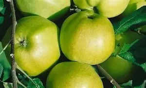 Malus d. Grenadeer (Apple)