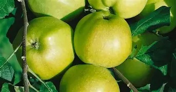 Malus d. Grenadeer (Apple)