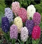 Hyacinth Mixed Varities (3 Bulb)