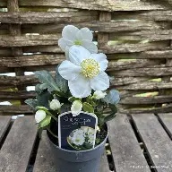 Helleborus Christmas Carol