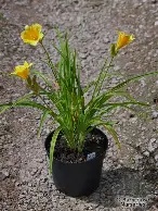 Hemerocallis  Stella d Or