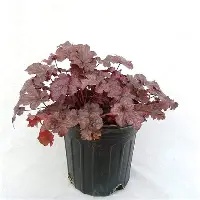 Heuchera  Plum Pudding