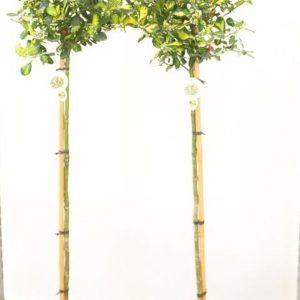 Ilex meserveae  Blue Princess  / 90 CM STEM 7.5 L