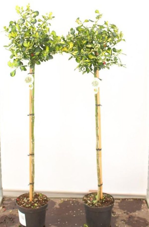 Ilex meserveae  Blue Princess  / 90 CM STEM 7.5 L