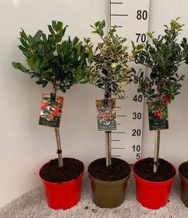 Ilex mix / 40 CM STEM C4