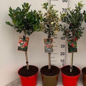 Ilex  Christmas Holly  mix / C4, on stem, colour pot