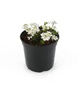 Iberis sempervirens  Appen Etz