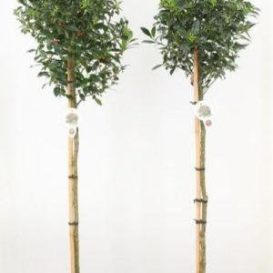 Ilex altaclerensis  Lawsoniana  / 90 CM STEM 7.5 L