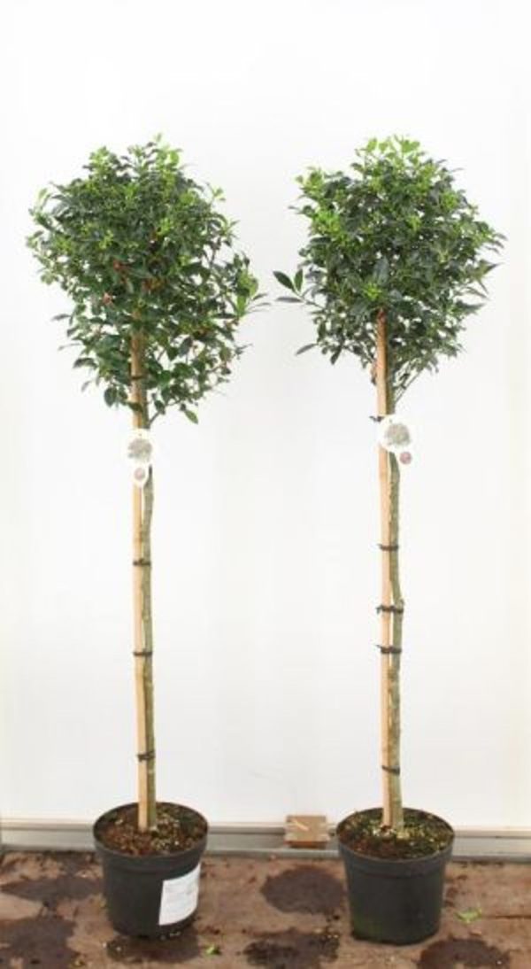 Ilex altaclerensis  Lawsoniana  / 90 CM STEM 7.5 L