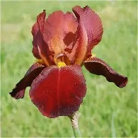 Iris germanica red -1 root Prepack