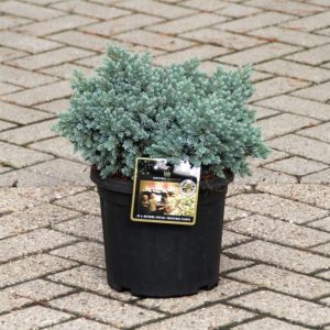 JUNIPERUS BLUE STAR