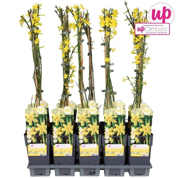 Jasminum nudiflorum / 2 Ltr, 3 canes