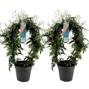 Jasminum polyanthum / P12 - hoop (200 buds)