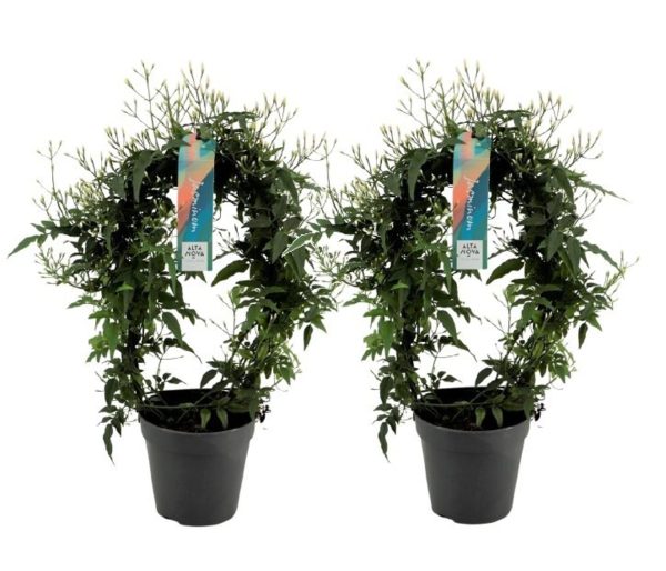 Jasminum polyanthum / P12 - hoop (200 buds)