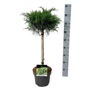 Juniperus media  Mint Julep  / 40 CM STEM C5