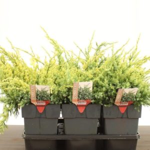 Juniperus squamata  Holger  / 40-50 CM C5