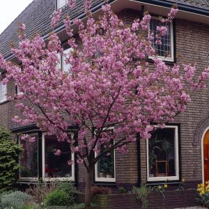Prunus Kanzan (CherryBlossom)