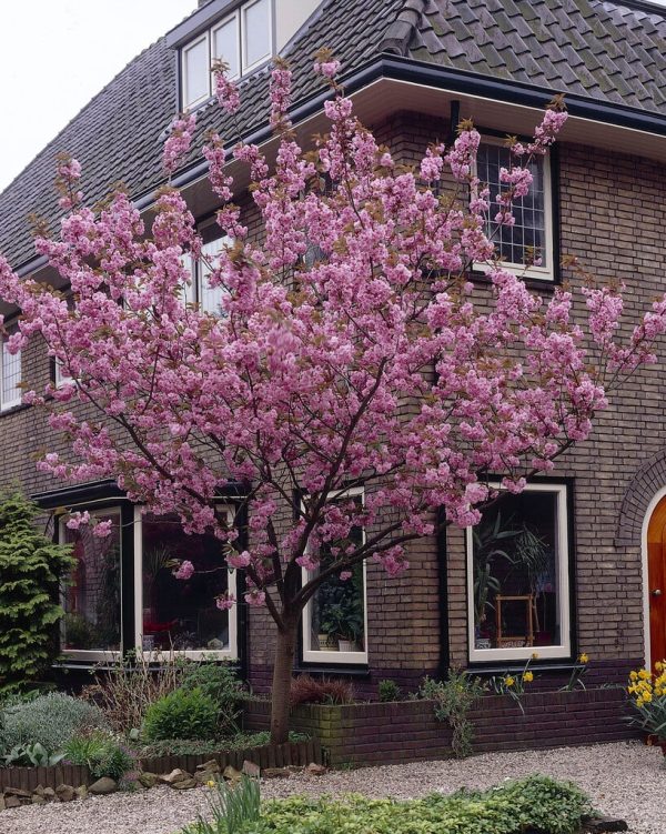 Prunus Kanzan (CherryBlossom)
