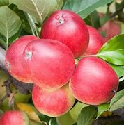 MALUS KATY (dessert Apple)