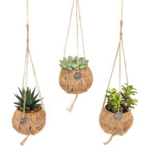 Kokodama® succulent mix / P12