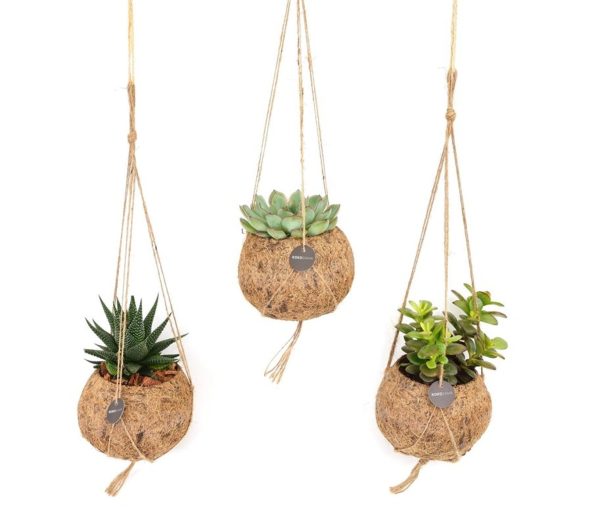 Kokodama® succulent mix / P12