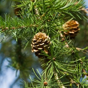 Larix kaempferi (Japanese Larch)