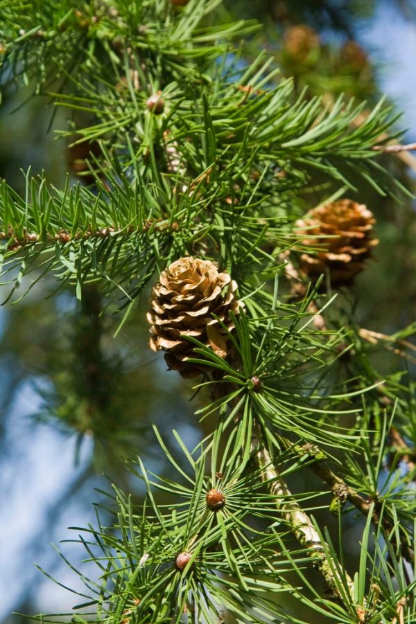 Larix kaempferi (Japanese Larch)