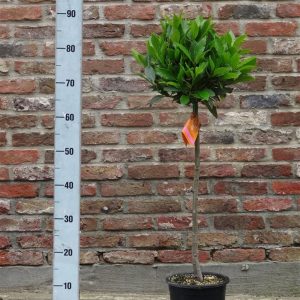 Laurus nobilis / P20/90 total/25 head