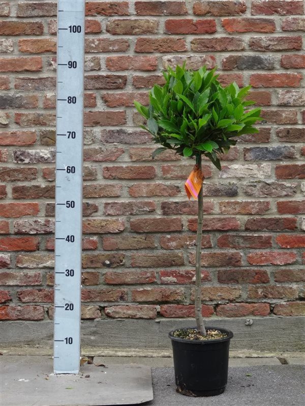 Laurus nobilis / P20/90 total/25 head