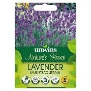 Lavender Munstead Strain