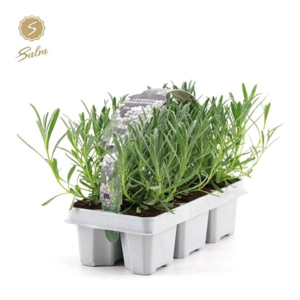Lavandula angustifolia white / 6-pack clayette