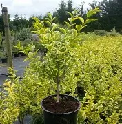 Ligustrum ovalifolium Aureum