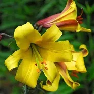 Lilium Golden Splendor