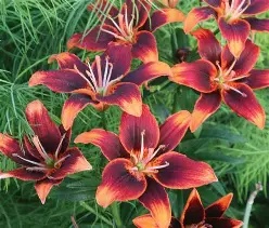 Lilium Oriental  Forever Susan  - 2 bulbs Prepack
