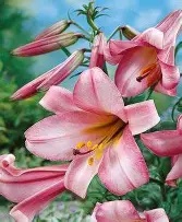 Lilium Trumpet  Pink Perfection  -2 bulbs prepack