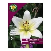 Lilium asiatic white - 3 bulbs prepack