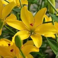 Lilium asiatic yellow- 3 bulbs net prepack