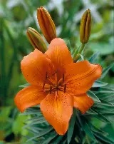 Lilium for pots  orange Pixie  - 2 bulbs prepack