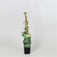 Lonicera mix Honeysuckle / 2 Ltr, 4 canes