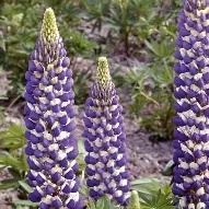 Lupinus Russel Hybrid  The Governor  - 5 roots prepack