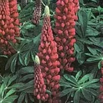 Lupinus Russell Hybrid  The pages  - 5 roots prepack