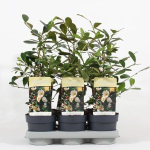 Magnolia Fairy® Honey Velvet