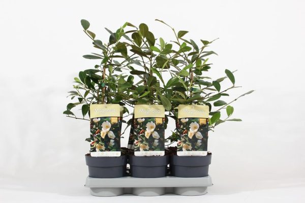 Magnolia Fairy® Honey Velvet