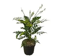 Mahonia media Charity