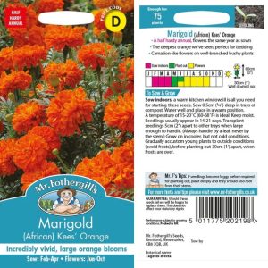 UK/FO-MARIGOLD (African) Kees  Orange