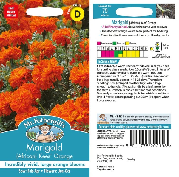 UK/FO-MARIGOLD (African) Kees  Orange