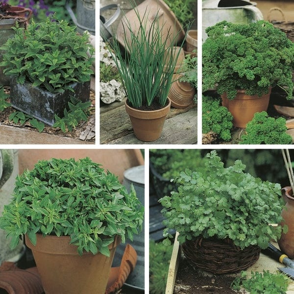 UK/FO/HC-MAT HERB COLLECTION