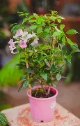 Pandorea jasminoides  Rosea  / P15, trellis